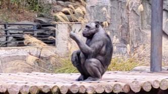 长沙一动物园有只41岁姥姥级黑猩猩，园方：它喜欢与人互动