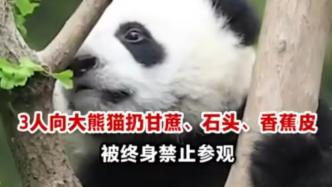三男子分别向大熊猫投掷甘蔗、香蕉皮等，被终身禁入熊猫谷参观