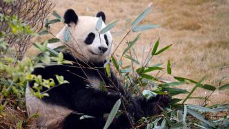 向场内投掷苹果，两人被终身禁入成都大熊猫繁育研究基地