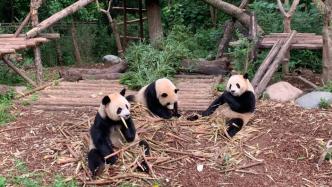 春节期间六名游客向熊猫抛物，被终身禁入成都大熊猫基地