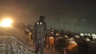 狂风暴雪中，民警成功帮牧民转移牲畜1000多只