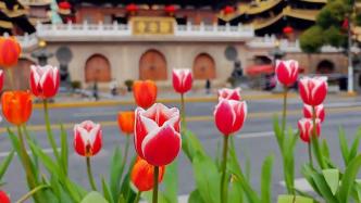 假期后的新年礼物：上海南京西路、静安寺沿线郁金香迎春绽放