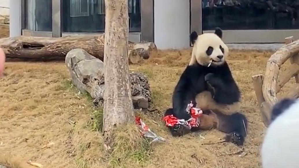 气球飘落挂在树梢，大熊猫爬树取下后撕咬