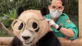 早安·世界｜旅韩大熊猫“福宝”将于四月回国