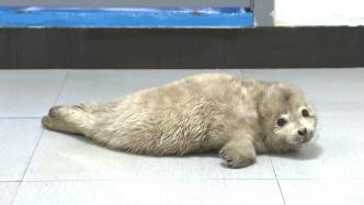 辽宁大连“落单”小斑海豹已得到专业照顾，目前状态正常