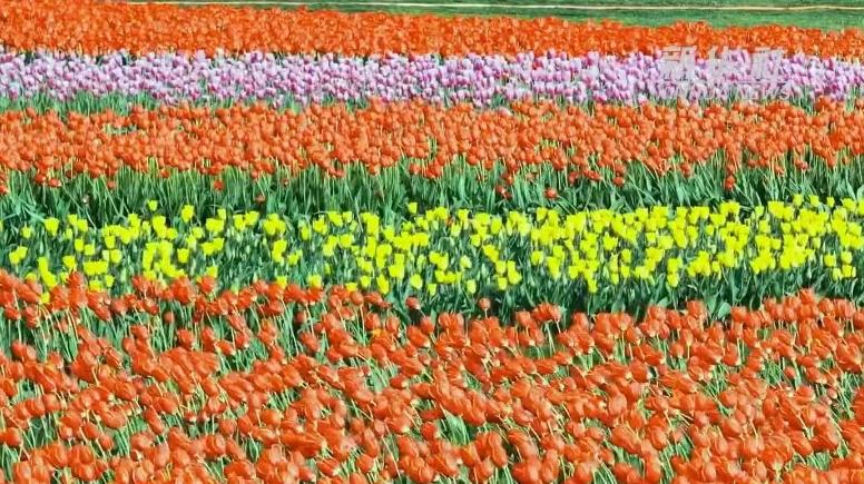 60秒看云南藏不住的春意