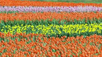 60秒看云南藏不住的春意