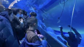 郑州一海洋馆潜水员在馆内溺亡，多名游客目击：以为是假人