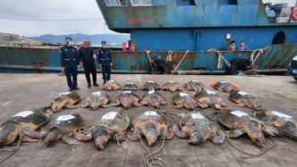 浙江海警从一艘渔船上查获国家一级保护动物海龟26只