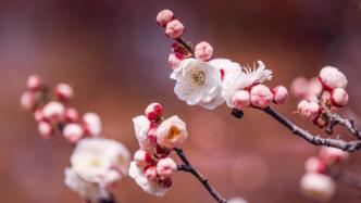 上海辰山植物园梅花迎最佳观赏期，各种早樱蓄势待发