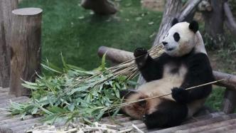 旅韩大熊猫“福宝”将于4月初回国