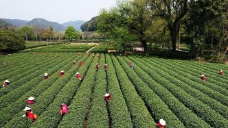 茶芽尚未萌动，寒潮南下对杭州西湖龙井茶长势、产量影响不大