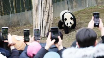 早安·世界｜大熊猫“福宝”即将回国，韩国民众依依不舍