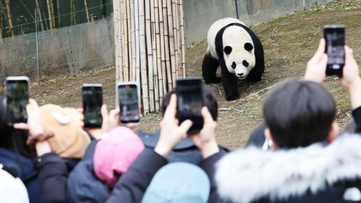 早安世界｜旅韩大熊猫“福宝”即将回国，韩民众依依不舍