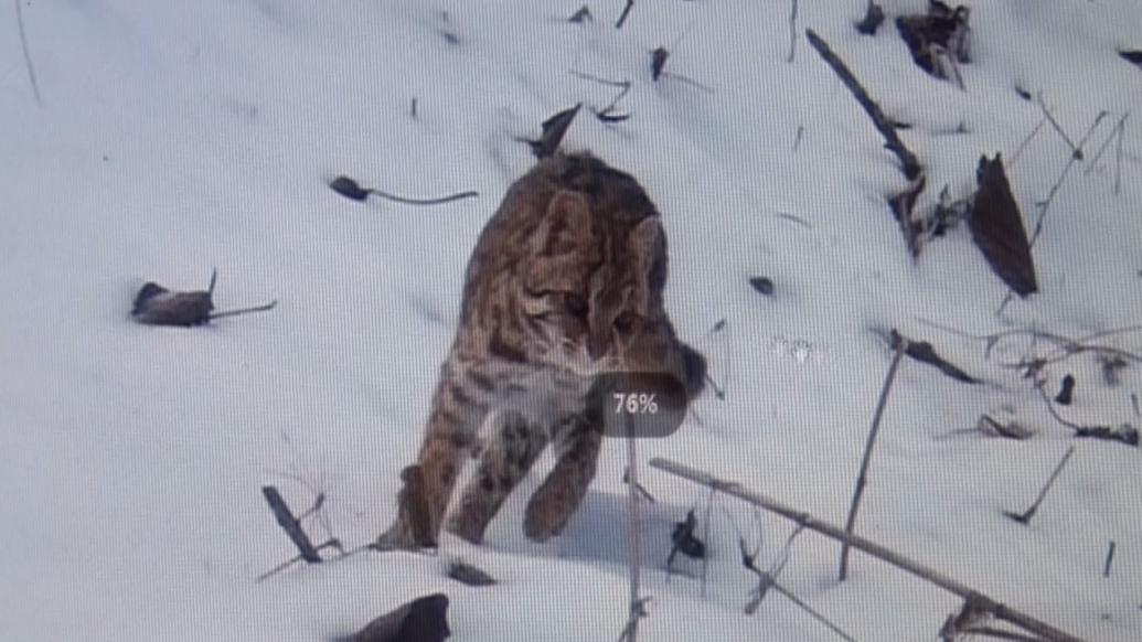 大雪后，宜昌一自然保护区拍到多种珍稀野生动物“爬冰卧雪”