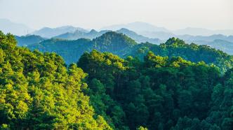 党派提案｜民建中央：建议加强森林培育管理的政策支持