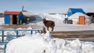 极端寒潮与大雪袭击蒙古国：今冬超200万头牲畜被冻死