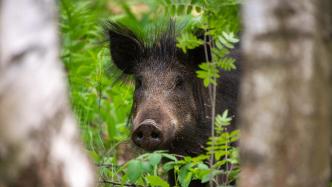 野猪等陆生野生动物致害问题凸显，15部门联合发布防控方案