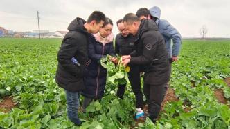 中国农科院油菜产业专家团赴全国146个县市区开展技术指导