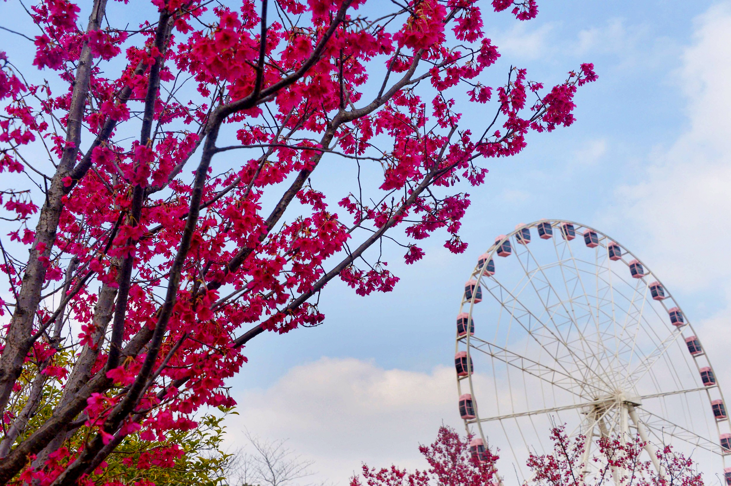 2月27日,上海顾村公园,樱花吸引大批摄影爱好者前去拍摄