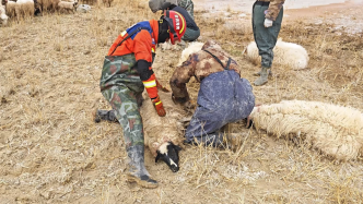 青海都兰县200余只羊被困沼泽地，多方力量经两天成功营救
