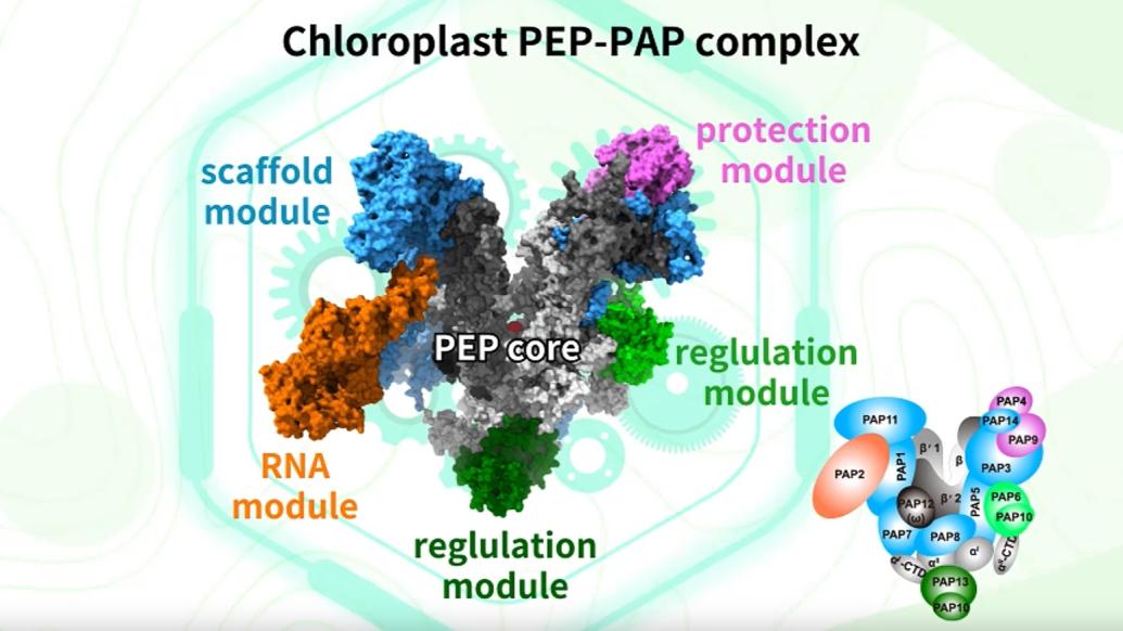 “叶绿体基因转录蛋白质机器构造”登上细胞杂志封面