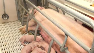 农业农村部：将全国能繁母猪正常保有量目标下调至3900万头