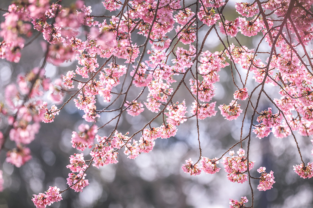 周末放晴,上海辰山植物园樱花进入最佳观赏期