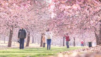 周末放晴，上海辰山植物园樱花进入最佳观赏期