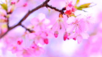 本周末起，上海辰山植物园进入樱花最佳观赏期