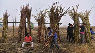 为在大选前拉拢农民群体，印度政府计划提高甘蔗最低收购价