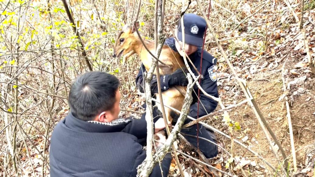 聽見動物哀嚎聲群眾報(bào)警，民警解救出被藤蔓纏住的小麂