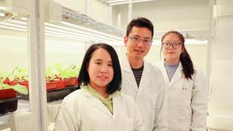 中国科学家揭秘植物关键分子机器，助力绿色“光伏电站”