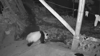 发现有动物“探访”痕迹，村民查监控发现大熊猫凌晨来串门