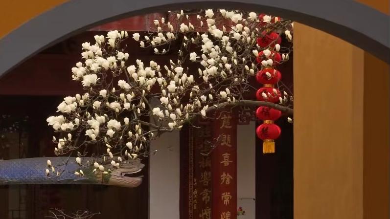 春光爛漫,透過花窗發現別樣景致