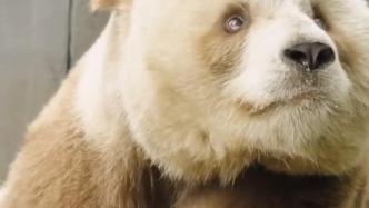 最新研究！棕色大熊猫七仔是基因缺失突变