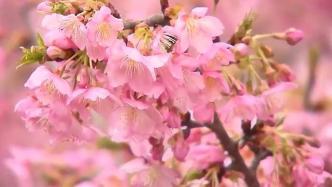 春风有信，花开如期，上海辰山植物园河津樱进入盛放期