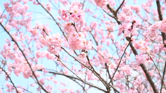 和暖三月、早樱缤纷，第十四届上海樱花节即将在顾村公园开幕