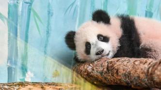 早安·世界｜大熊貓幼崽“喀秋莎”莫斯科動物園首次亮相