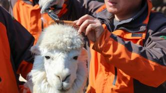 “龙抬头”，上海野生动物园羊驼宝宝也来理发