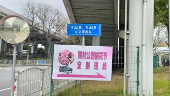 上海樱花节开幕，顾村公园樱花节定制公交班线今起开行