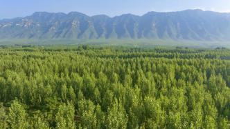 公报显示：2023年我国完成造林5997万亩