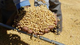农业农村部：采取综合措施稳定大豆种植面积，合理引导生猪产能调整