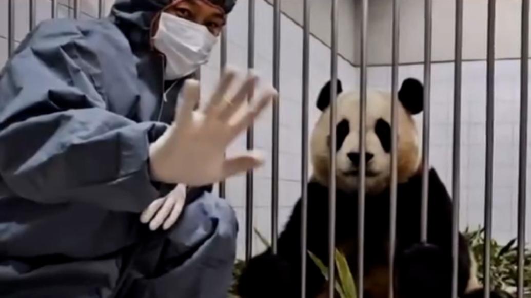 大熊猫“福宝”隔离适应训练期照片