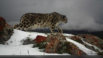 西藏聂荣县首次监测到国家一级保护动物雪豹