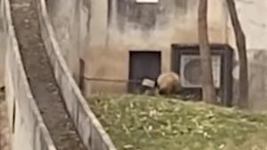 饲养员用铁锨驱打大熊猫，秦岭大熊猫研究中心致歉