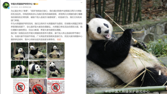 明辨丨大熊猫中心故意残害“美香”“添添”发假视频？官方：造谣，已举报