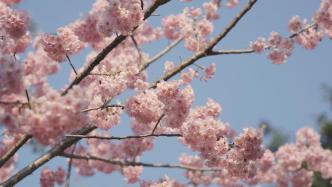 同济大学发布赏樱管理公告：四平路校区需提前一天预约进校