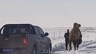 皮卡车被困雪地，热心牧民牵来骆驼拉车脱困