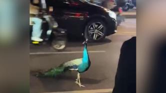南京闹市一孔雀在车流中踱步，警方：从附近高中飞出